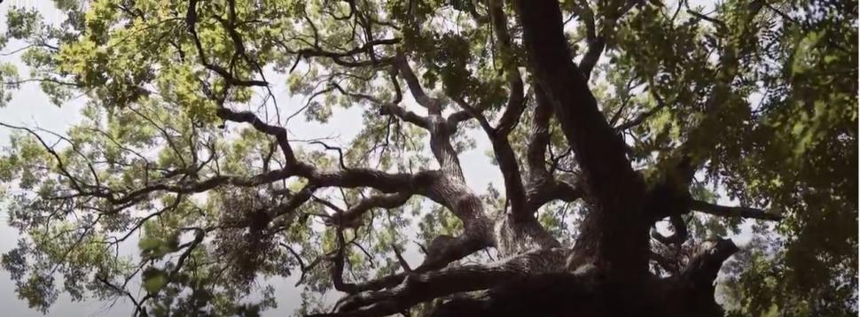 Locul unic din România unde poţi face safari. O atracție turistică cu aer curat şi peisaje de poveste 796080