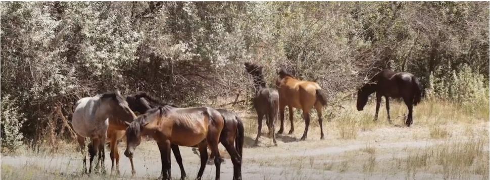 Locul unic din România unde poţi face safari. O atracție turistică cu aer curat şi peisaje de poveste 796081