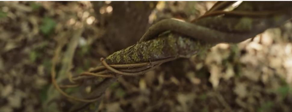 Locul unic din România unde poţi face safari. O atracție turistică cu aer curat şi peisaje de poveste 796083