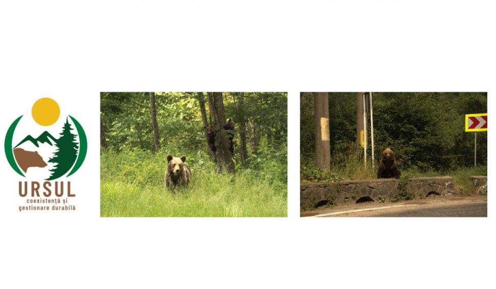 Premieră științifică. Estimarea populației de urs brun din România se va realiza prin colectarea probelor genetice, metoda care nu a mai fost aplicată pe o populație de urși atât de mare 796664