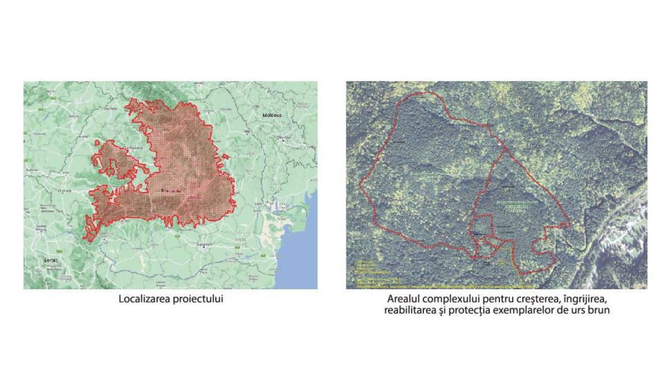 Premieră științifică. Estimarea populației de urs brun din România se va realiza prin colectarea probelor genetice, metoda care nu a mai fost aplicată pe o populație de urși atât de mare 796665