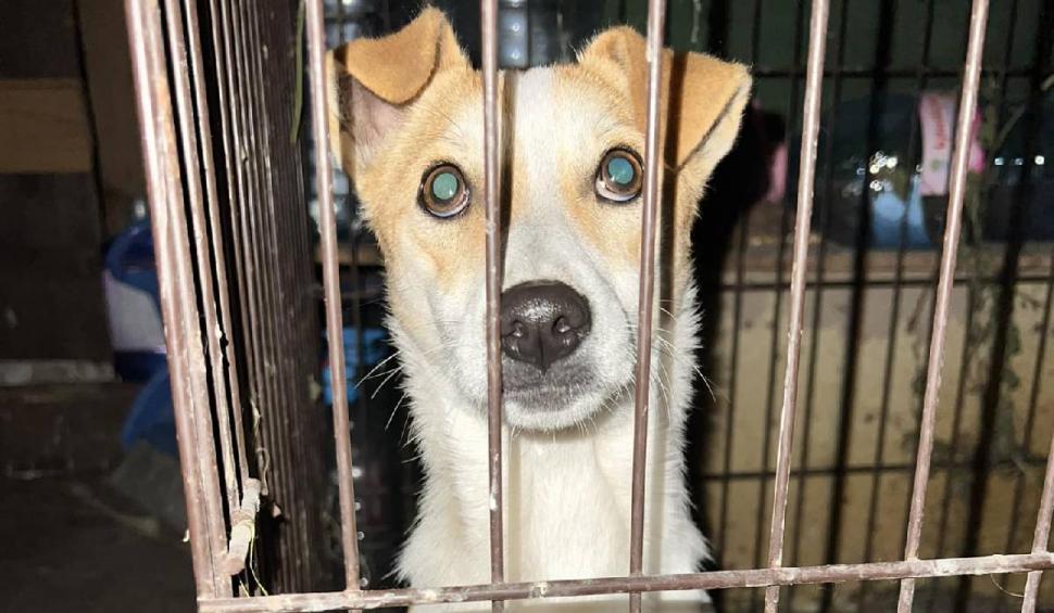 Ea este cățelușa care a dormit la mormântul stăpânului zile în șir. A fost salvată și va fi dată spre adopție 797496