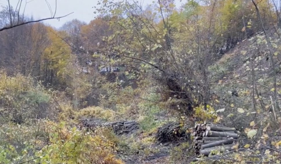 Proprietarii unei păduri din Maramureș s-au trezit cu copacii rași de pe teren. Suspectat de tăierea ilegală este un candidat la funcția de primar