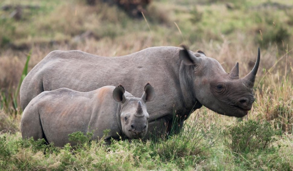 Fotografii din ultimii 140 de ani arată cum coarnele rinocerilor s-au micșorat în ultimul secol. Cercetătorii au descoperit cauza