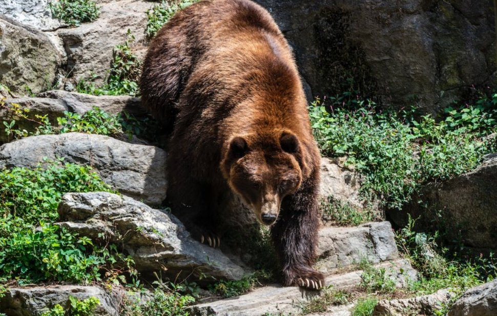 Un urs a coborât la un loc de joacă din Predeal | Pericol uriaş pentru copii
