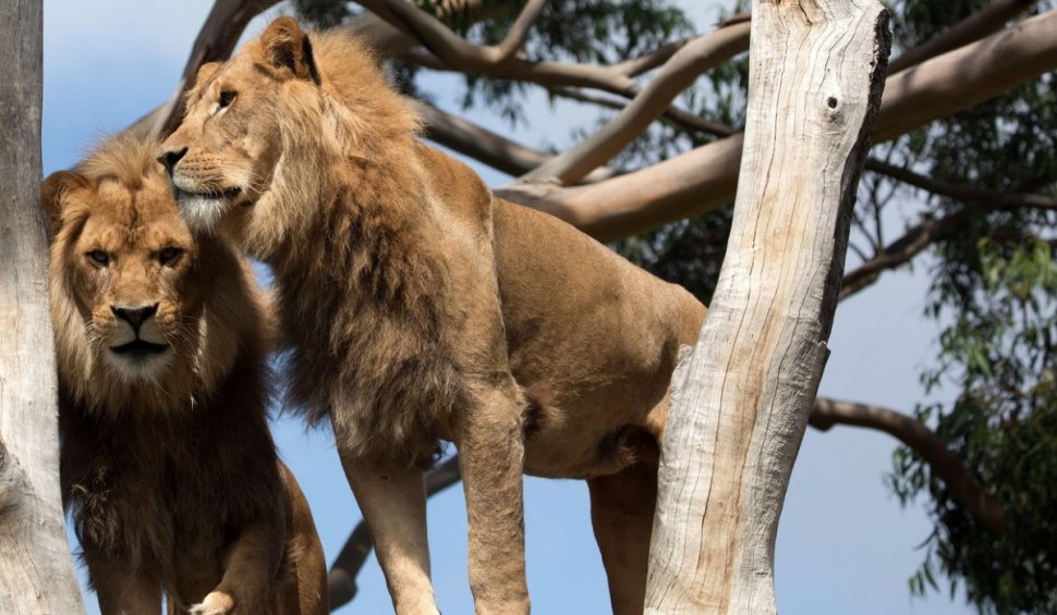 Cinci lei au scăpat din cușcă și s-au plimbat pe alei, la un parc zoo din Australia: "Ieșiți din cort și fugiți!"