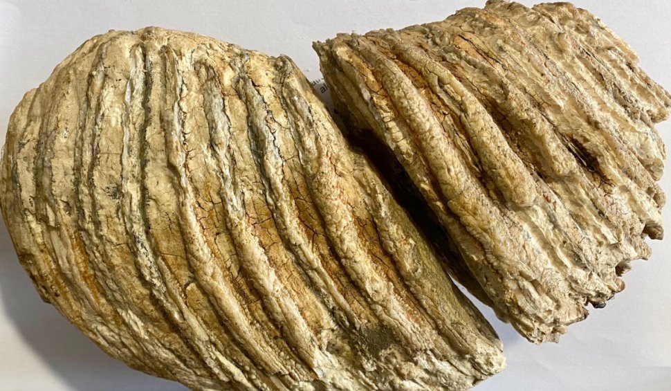 Molar de mamut, vechi de 10.000 de ani, pus la vânzare pe internet, recuperat de polițiștii din Neamț