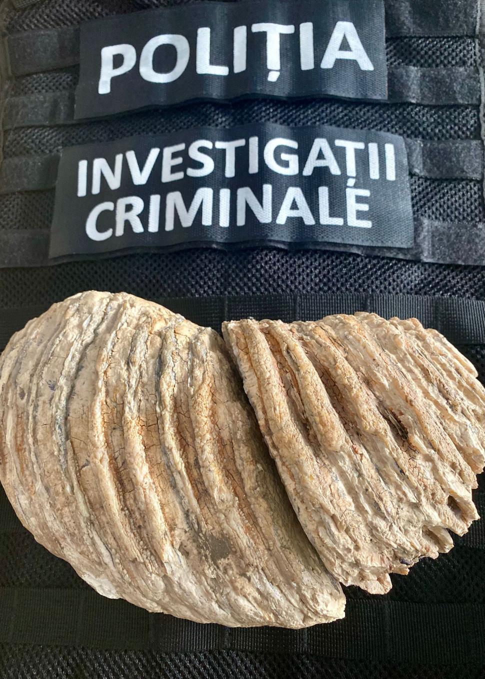 Molar de mamut, vechi de 10.000 de ani, pus la vânzare pe internet, recuperat de polițiștii din Neamț 797825