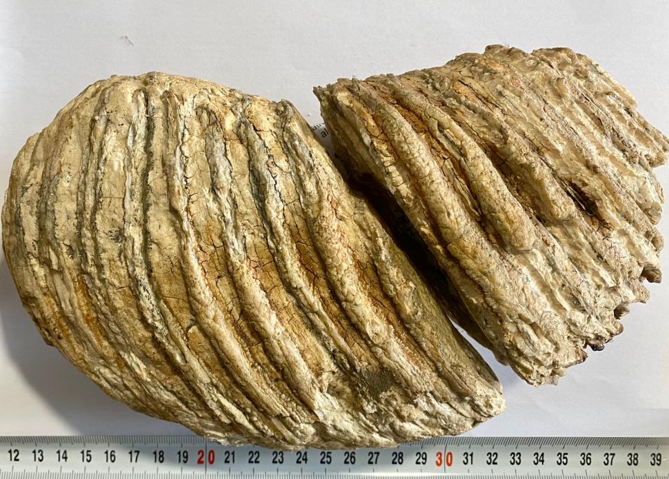 Molar de mamut, vechi de 10.000 de ani, pus la vânzare pe internet, recuperat de polițiștii din Neamț 797826