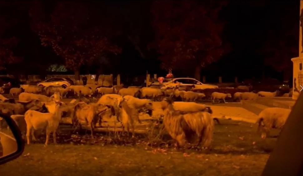 O turmă de oi a mâncat toate florile din faţa Academiei de Poliţie, în timp ce patru echipaje de agenţi se luptau să le mâne spre DN1 797764