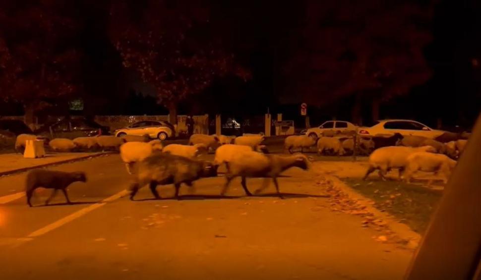 O turmă de oi a mâncat toate florile din faţa Academiei de Poliţie, în timp ce patru echipaje de agenţi se luptau să le mâne spre DN1 797765