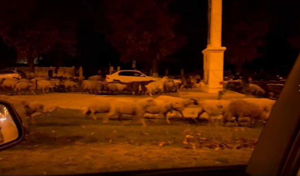 O turmă de oi a mâncat toate florile din faţa Academiei de Poliţie, în timp ce patru echipaje de agenţi se luptau să le mâne spre DN1 797766