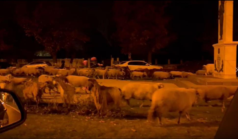 O turmă de oi a mâncat toate florile din faţa Academiei de Poliţie, în timp ce patru echipaje de agenţi se luptau să le mâne spre DN1 797767