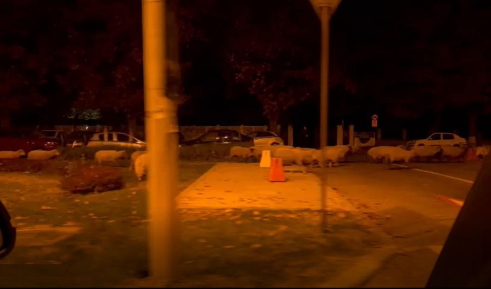 O turmă de oi a mâncat toate florile din faţa Academiei de Poliţie, în timp ce patru echipaje de agenţi se luptau să le mâne spre DN1 797768