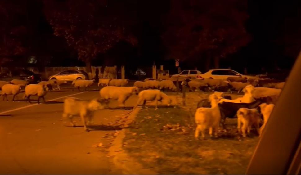 O turmă de oi a mâncat toate florile din faţa Academiei de Poliţie, în timp ce patru echipaje de agenţi se luptau să le mâne spre DN1 797769