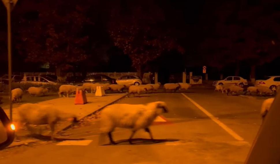 O turmă de oi a mâncat toate florile din faţa Academiei de Poliţie, în timp ce patru echipaje de agenţi se luptau să le mâne spre DN1 797773