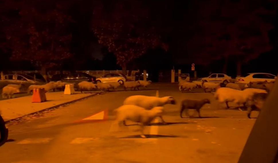 O turmă de oi a mâncat toate florile din faţa Academiei de Poliţie, în timp ce patru echipaje de agenţi se luptau să le mâne spre DN1 797774