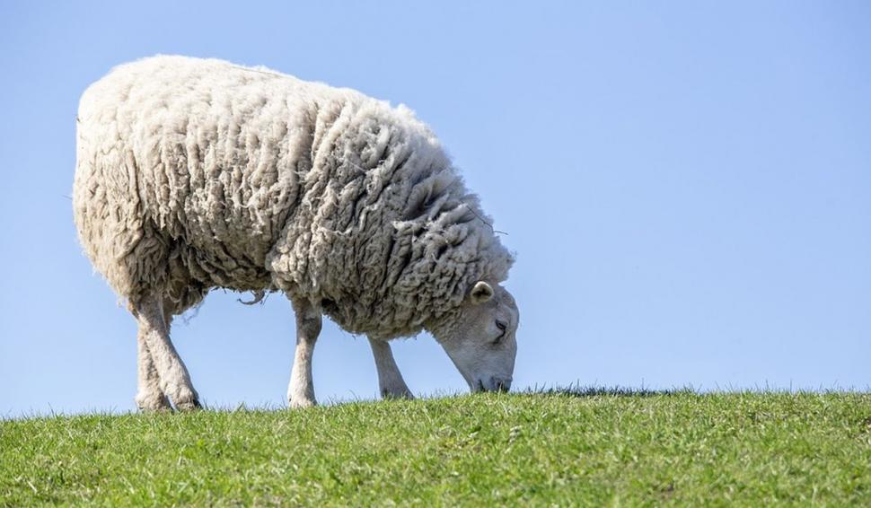 O turmă de oi a mâncat toate florile din faţa Academiei de Poliţie, în timp ce patru echipaje de agenţi se luptau să le mâne spre DN1 797780