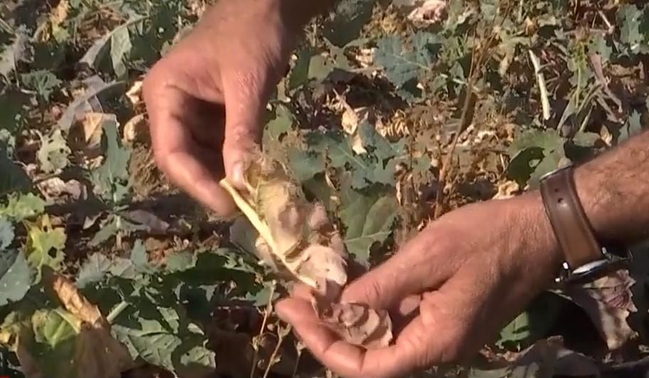 "Vara indiană" din România poate duce fermierii în faliment. Avertismentul experţilor 797881