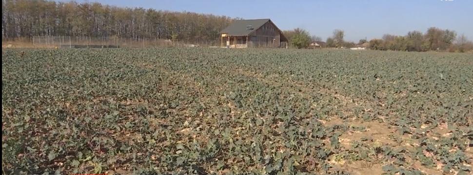 "Vara indiană" din România poate duce fermierii în faliment. Avertismentul experţilor 797887