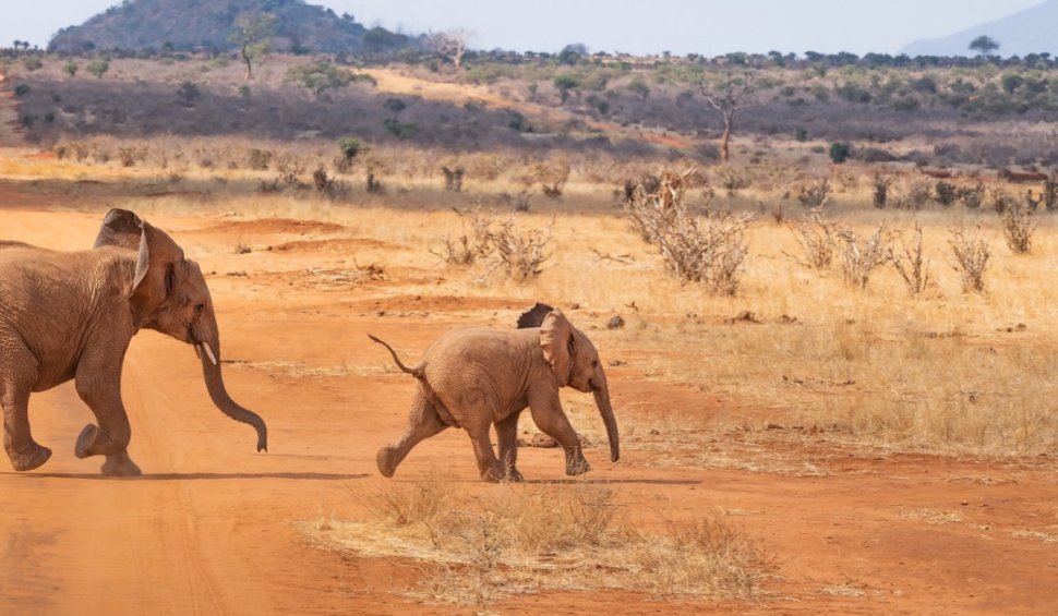 Seceta a ucis peste 200 de elefanți din Kenya în acest an: "Există posibilitatea unei mortalități mai mari"