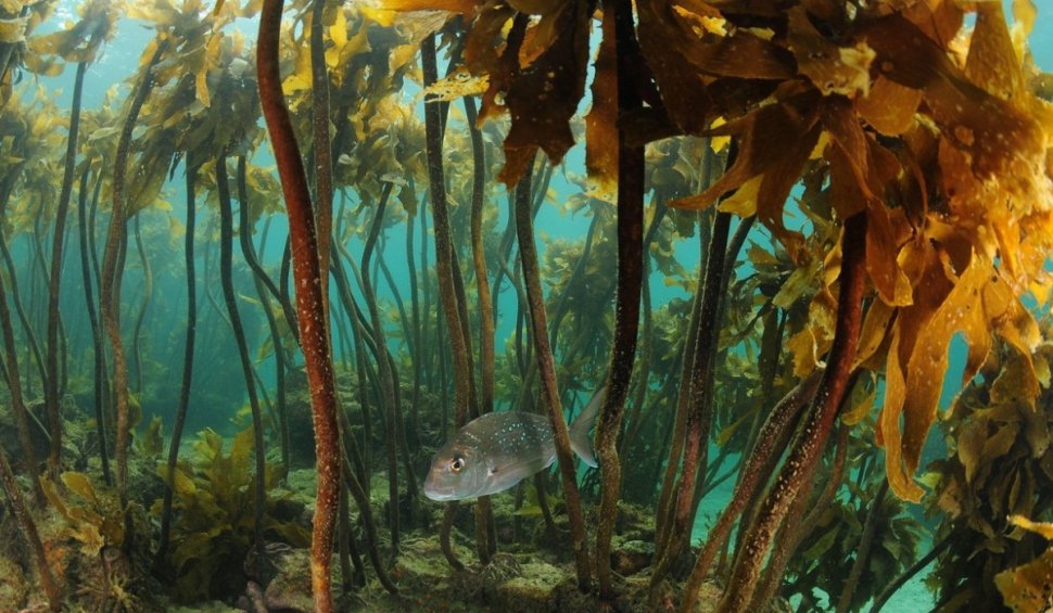 "Cea mai mare pădure de ierburi marine din lume", descoperită prin camerele video montate pe rechini