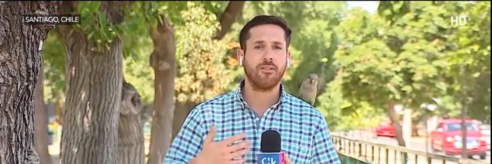 Momentul în care un papagal fură casca unui reporter din Chile 798422