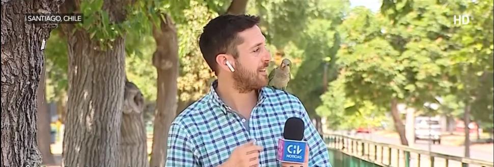 Momentul în care un papagal fură casca unui reporter din Chile 798423
