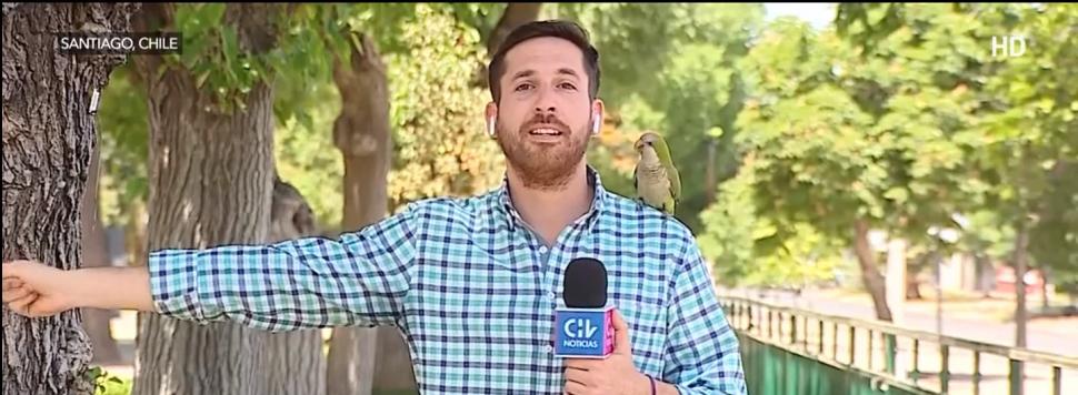 Momentul în care un papagal fură casca unui reporter din Chile 798424