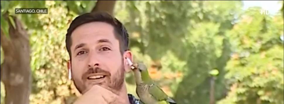 Momentul în care un papagal fură casca unui reporter din Chile 798425