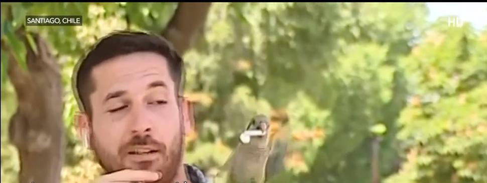 Momentul în care un papagal fură casca unui reporter din Chile 798426