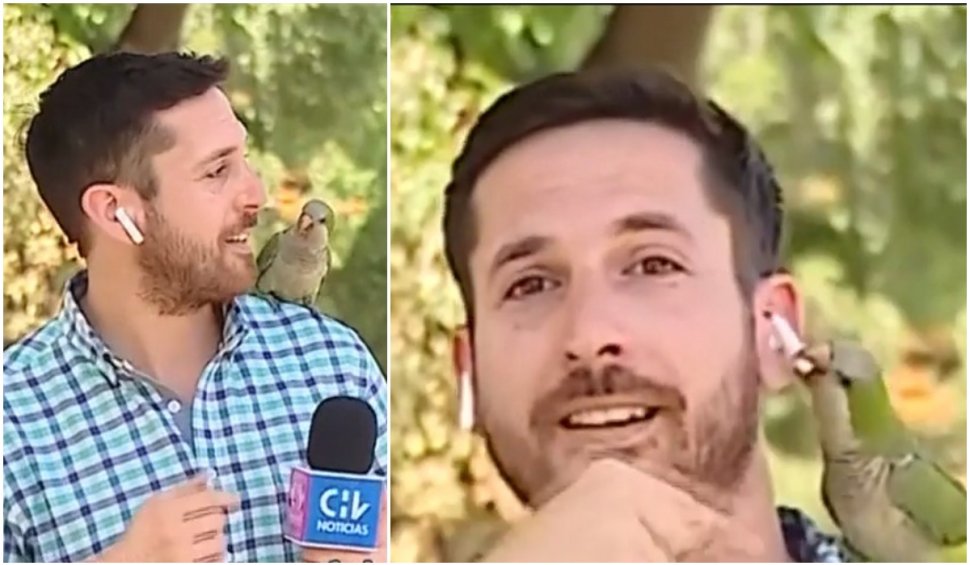 Momentul în care un papagal fură casca unui reporter din Chile