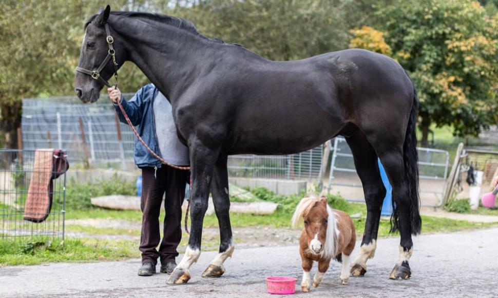 Cum arată cel mai mic ponei din lume. Ar putea intra în Cartea Recordurilor 798407