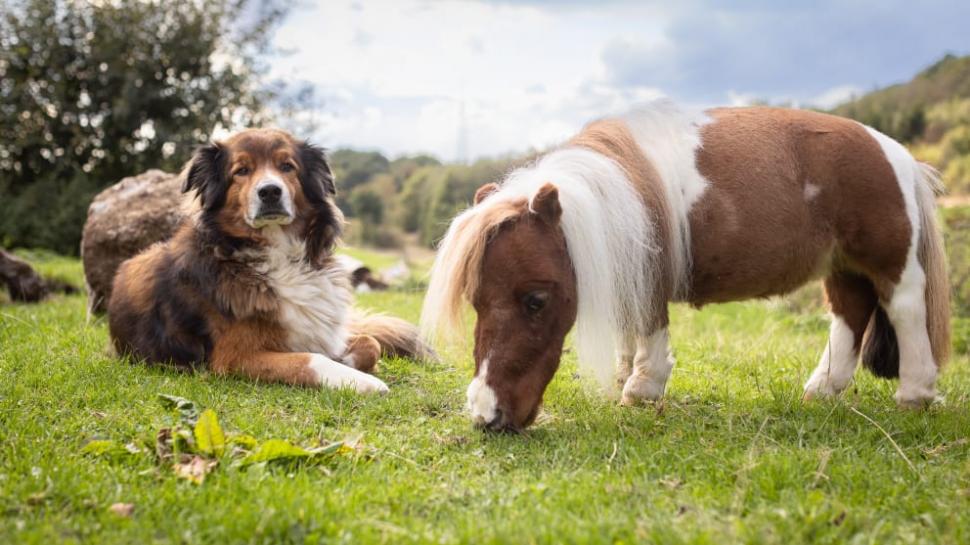 Cum arată cel mai mic ponei din lume. Ar putea intra în Cartea Recordurilor 798408