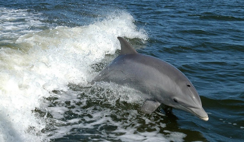 700 de delfini au murit în Marea Neagră de la începutul războiului din Ucraina: "Sunt speriați şi îngroziți. Situaţia este critică pentru ei"