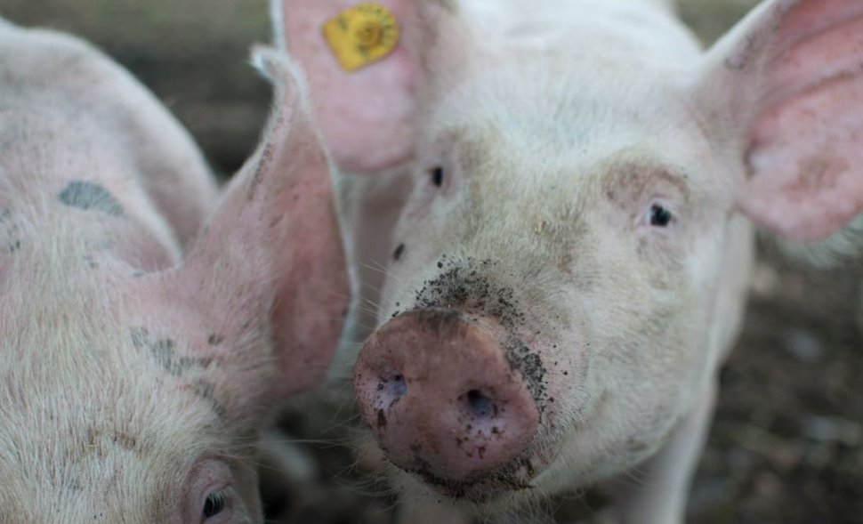 Focar de pestă porcină la o fermă din Timiş. Mii de porci vor fi sacrificaţi