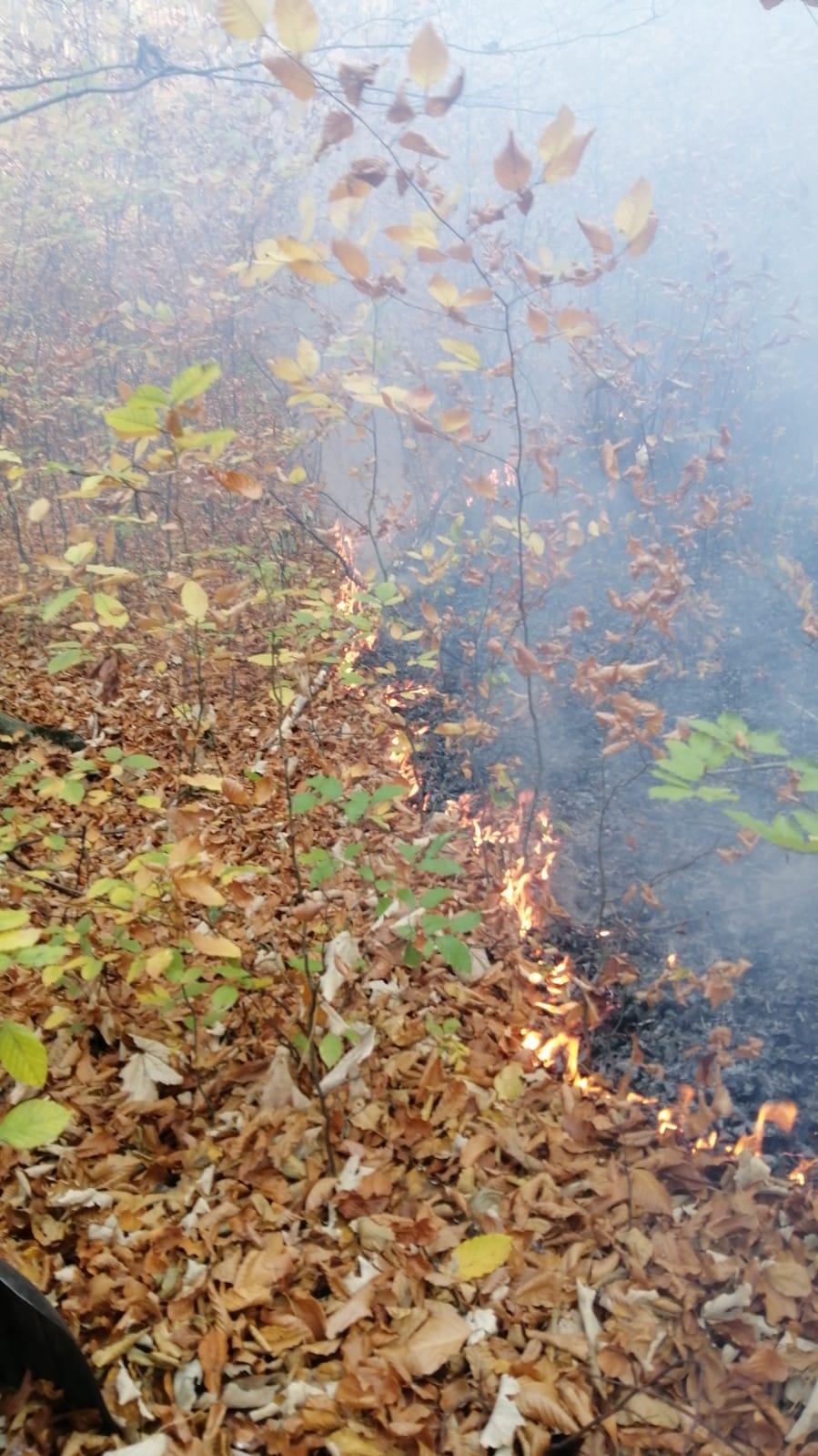 Incendiu de vegetaţie în pădurea de la Șoimari, din Prahova. Ard 70 de hectare 799202