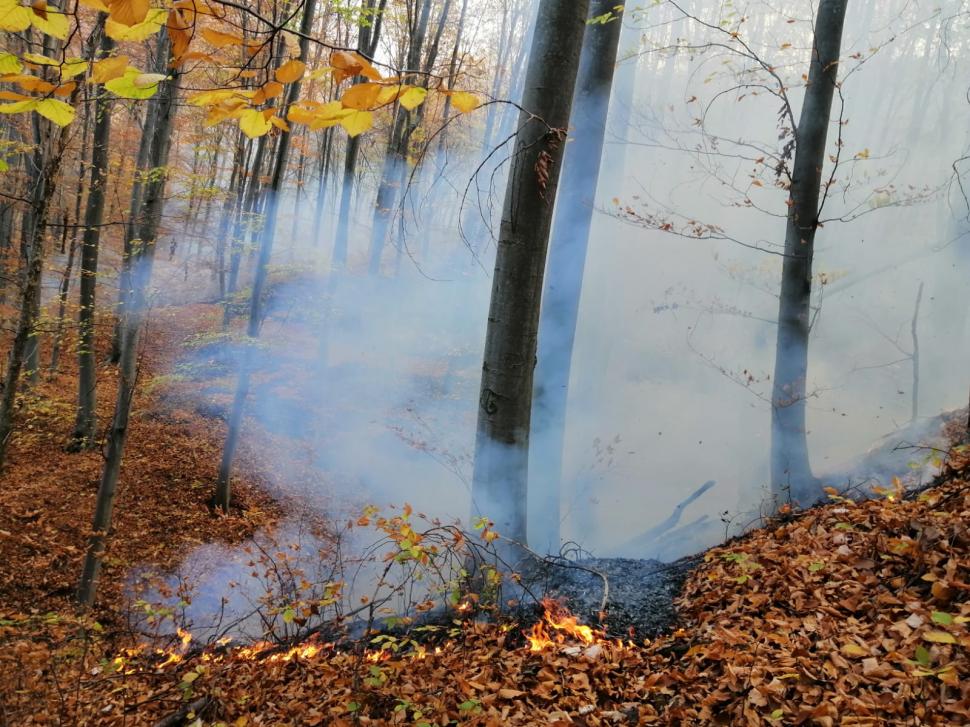 Incendiu de vegetaţie în pădurea de la Șoimari, din Prahova. Ard 70 de hectare 799203