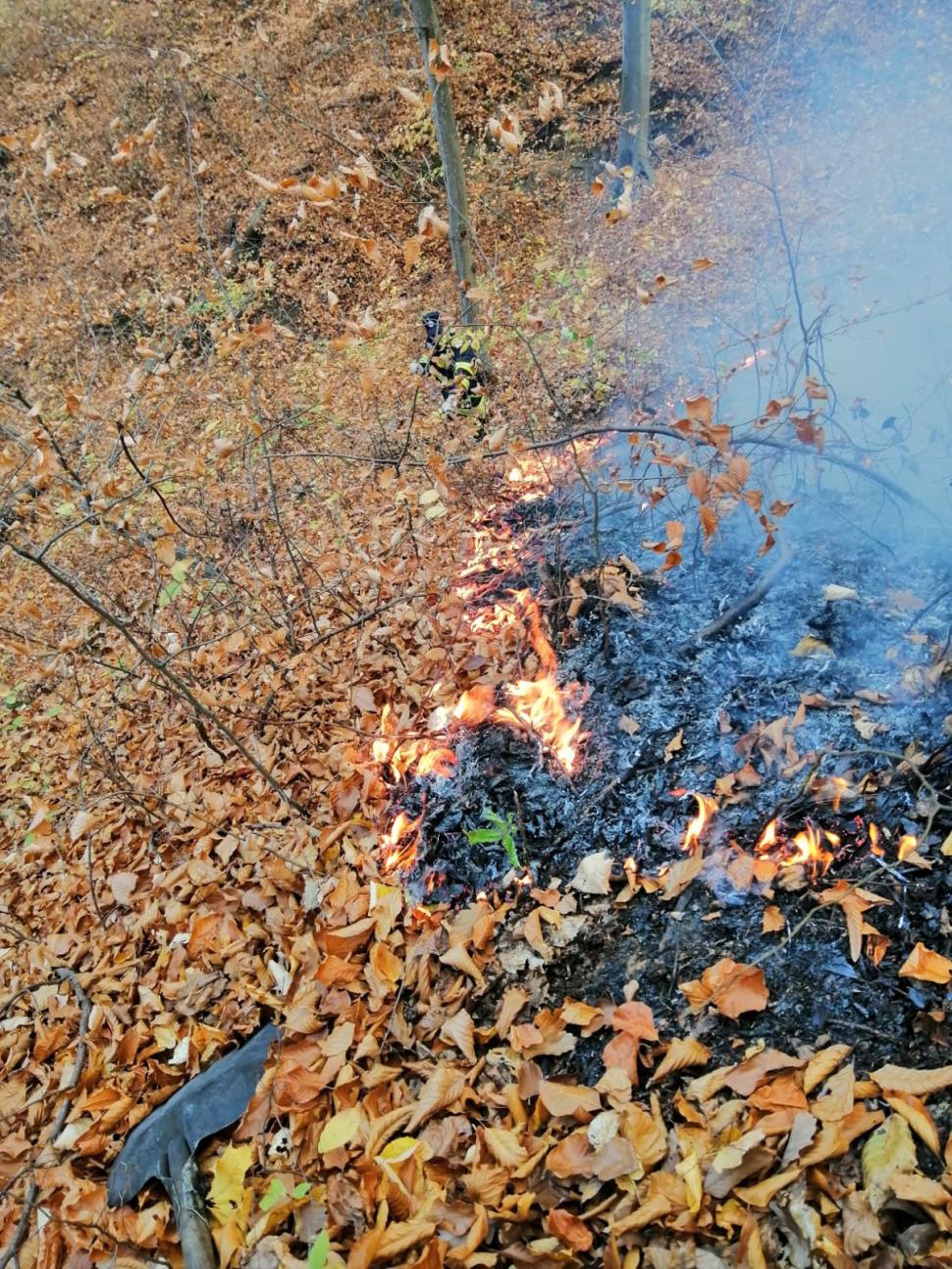 Incendiu de vegetaţie în pădurea de la Șoimari, din Prahova. Ard 70 de hectare 799204