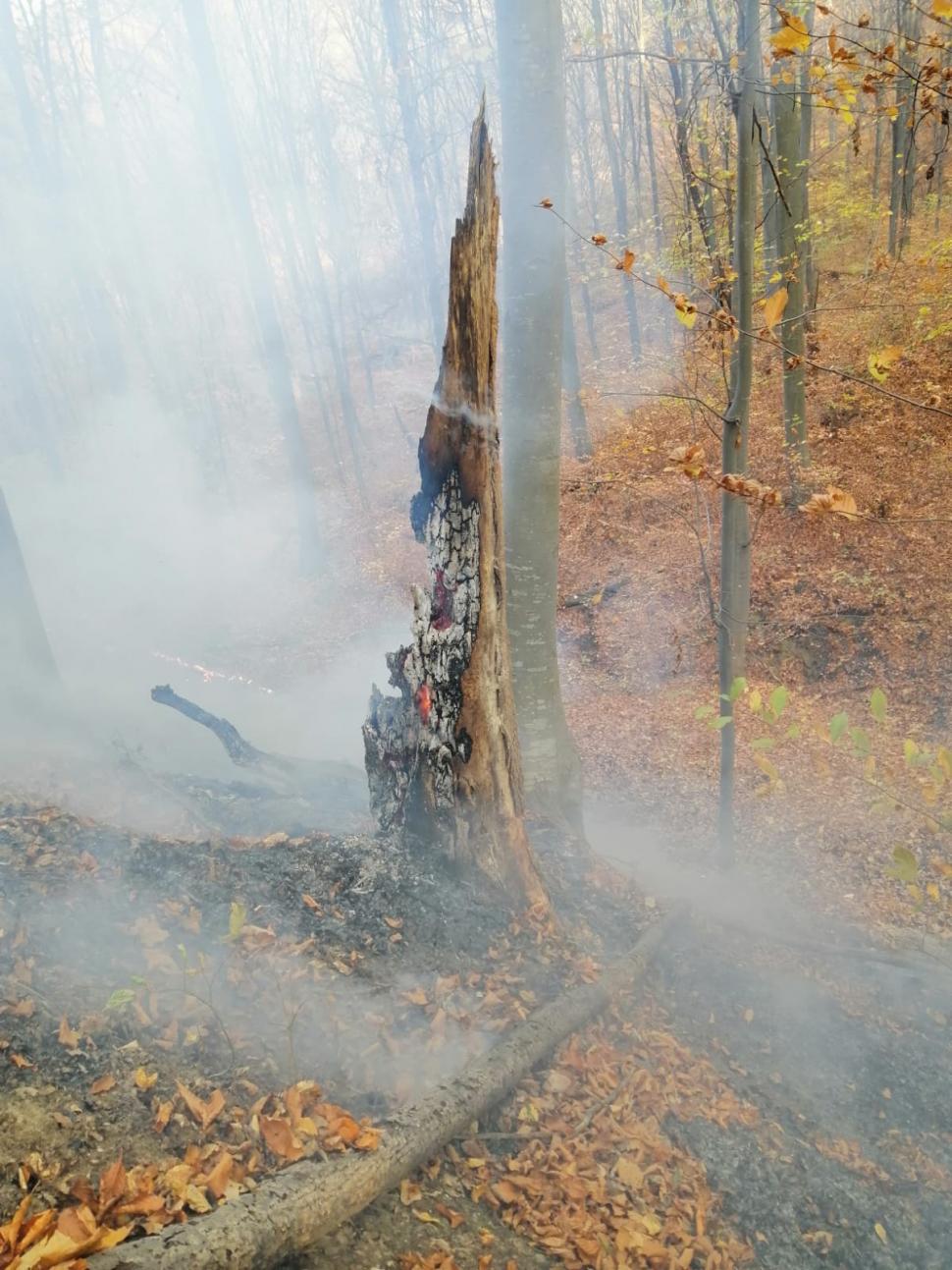 Incendiu de vegetaţie în pădurea de la Șoimari, din Prahova. Ard 70 de hectare 799205