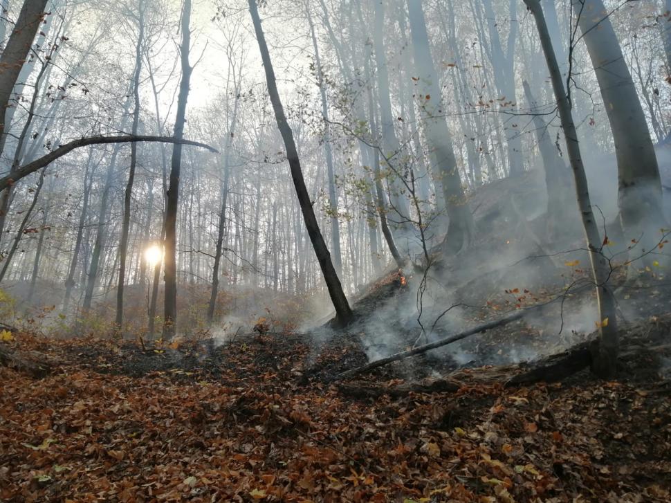 Incendiu de vegetaţie în pădurea de la Șoimari, din Prahova. Ard 70 de hectare 799206