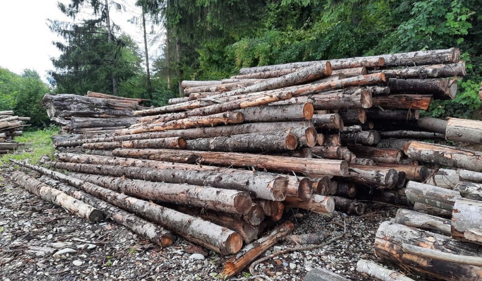 Zeci de metri cubi de lemne confiscate scoase la licitaţie de ANABI la preţul de 305 lei/mc