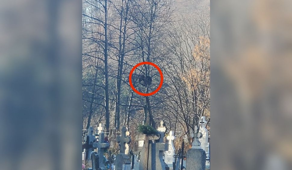 Mesaj Ro-Alert în județul Prahova! Un urs a fost văzut într-un cimitir