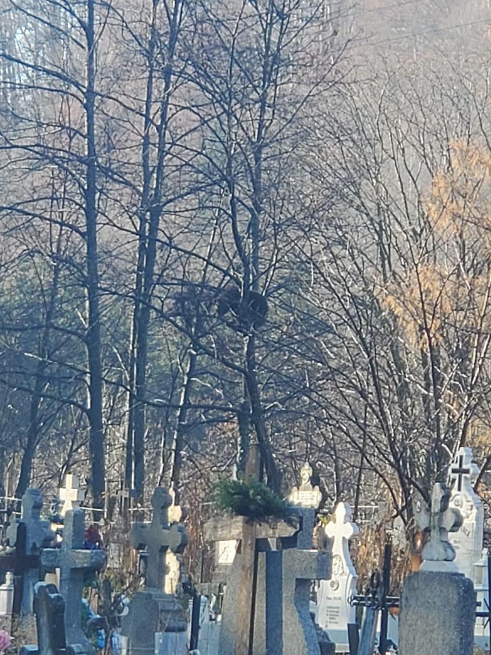 Mesaj Ro-Alert în județul Prahova! Un urs a fost văzut într-un cimitir 799677