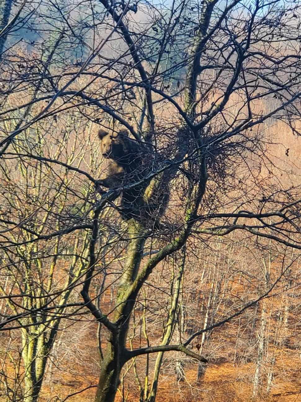 Mesaj Ro-Alert în județul Prahova! Un urs a fost văzut într-un cimitir 799678