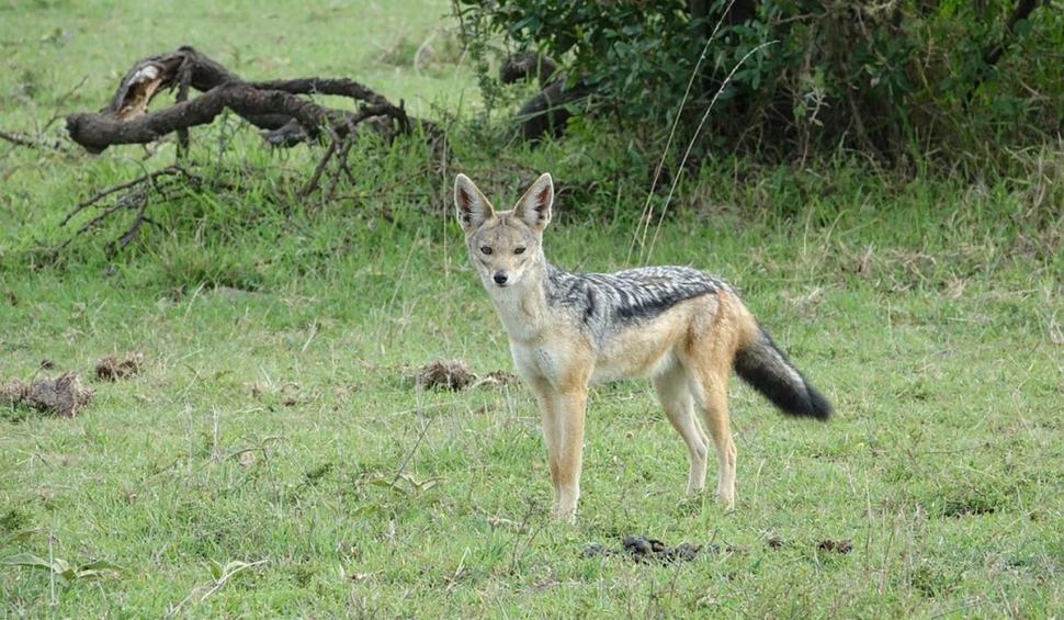 O zonă din România, invadată de șacali. "Ei se organizează în haite ca lupii. Te sperii să ieşi afară" 799769