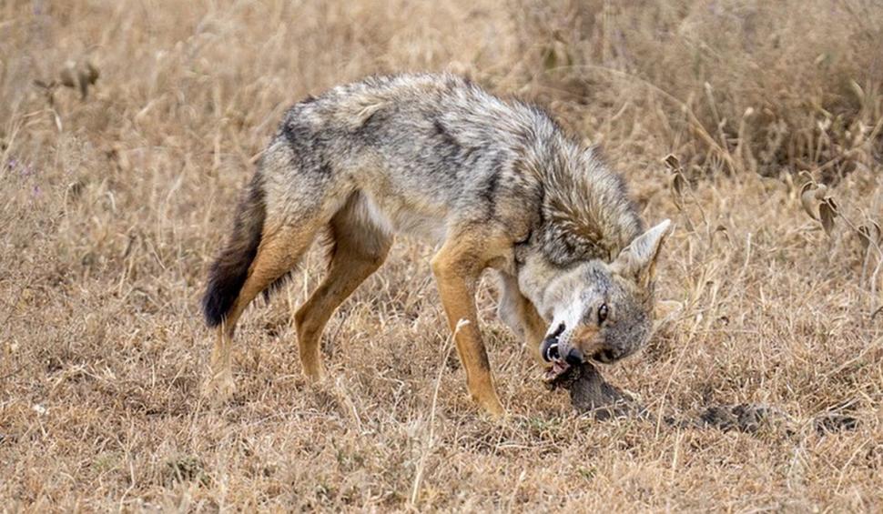 O zonă din România, invadată de șacali. "Ei se organizează în haite ca lupii. Te sperii să ieşi afară" 799770