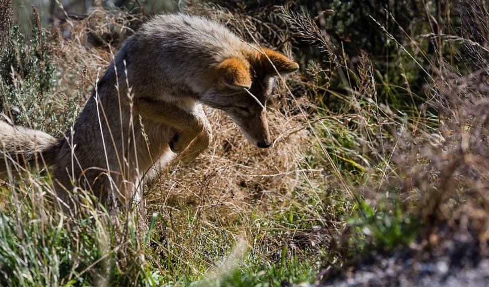 O zonă din România, invadată de șacali. "Ei se organizează în haite ca lupii. Te sperii să ieşi afară" 799771