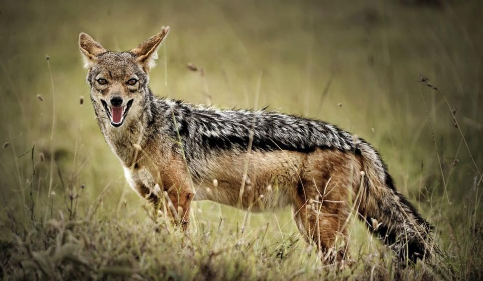 O zonă din România, invadată de șacali. "Ei se organizează în haite ca lupii. Te sperii să ieşi afară" 799772