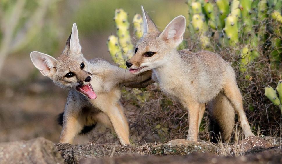 O zonă din România, invadată de șacali. "Ei se organizează în haite ca lupii. Te sperii să ieşi afară" 799773